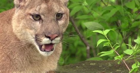 Second cougar sighting in East Wenatchee .